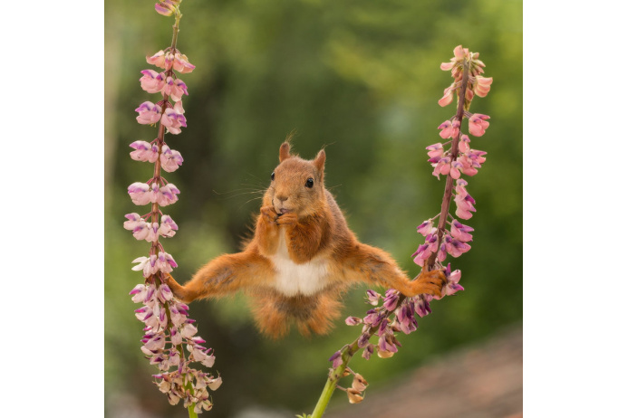 Geert Weggen/Comedy Wildlife Photo Awards/Barcroft