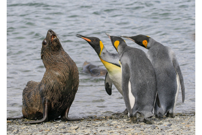 Amy Kennedy/Comedy Wildlife Photo Awards/Barcroft