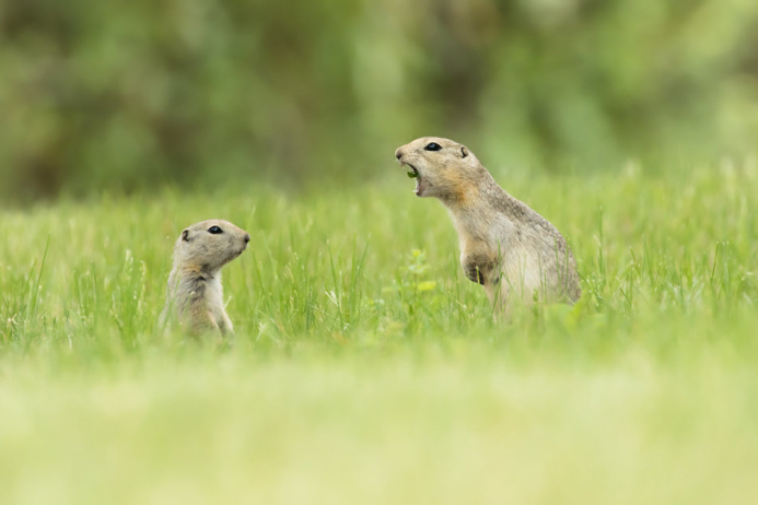 Nick Parayko/Comedy Wildlife Photo Awards/Barcroft